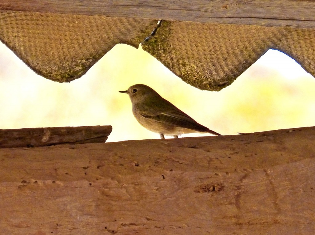A picture of a bird in a roof