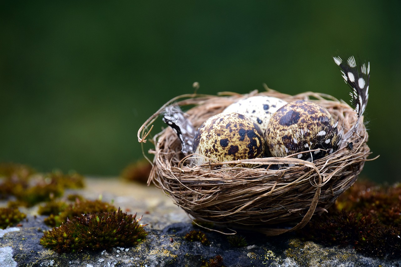 A bird's nest with three eggs