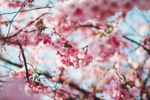 an image of a blossom tree to accompany AJ Scutching and Son's latest blog, offering tips for preparing your roof for spring