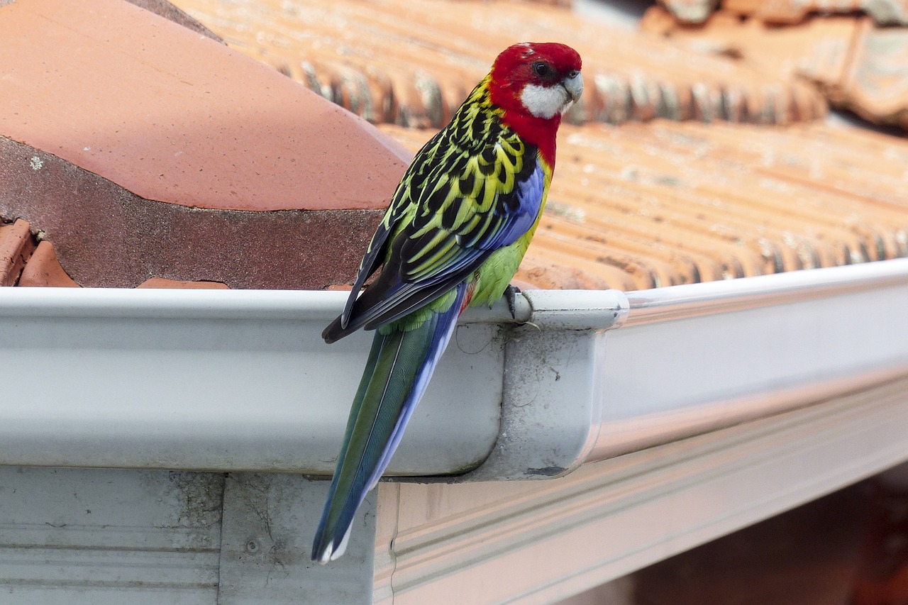 A bird sat on a roof gutter